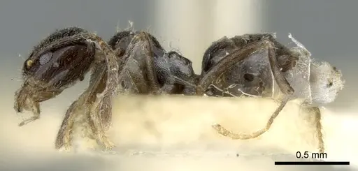 Anonychomyrma fornicata - CASENT0906231