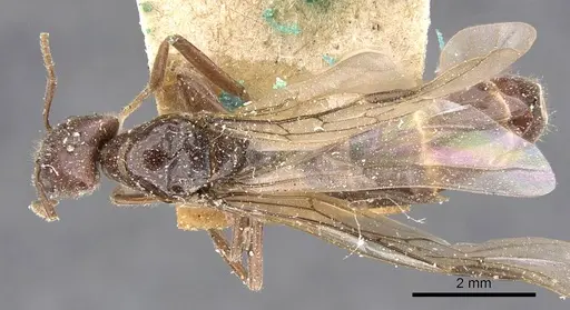 Anonychomyrma froggatti specimen
