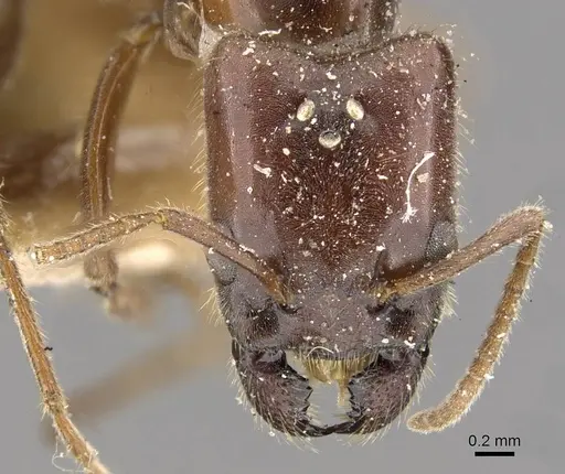 Anonychomyrma froggatti specimen