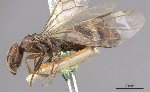 Anonychomyrma froggatti specimen