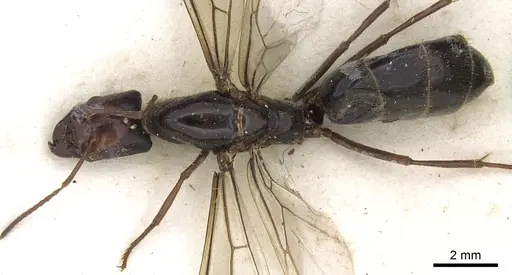 Anonychomyrma gigantea specimen