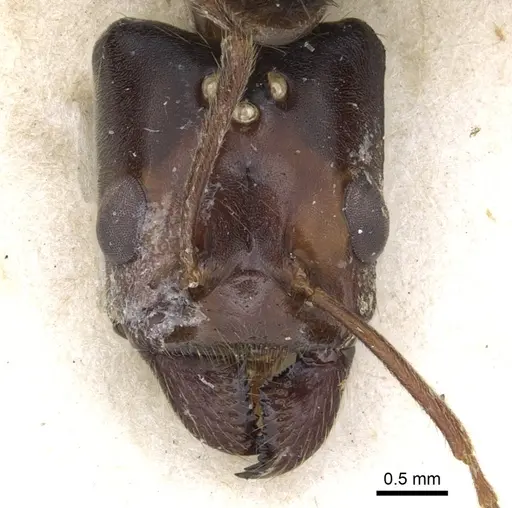 Anonychomyrma gigantea specimen