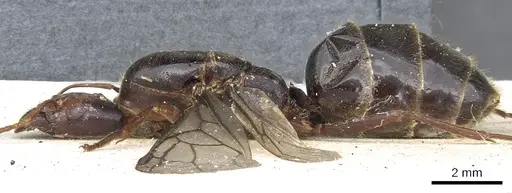 Anonychomyrma gigantea specimen