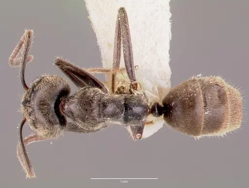 Anonychomyrma gilberti specimen