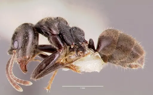 Anonychomyrma gilberti specimen