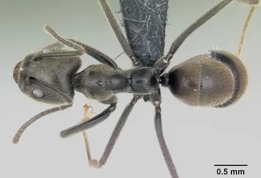 Anonychomyrma gilberti - CASENT0069883