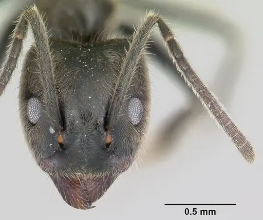 Anonychomyrma gilberti - CASENT0069883