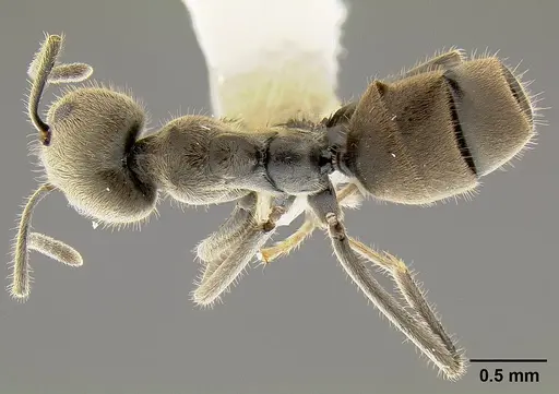 Anonychomyrma gilberti - CASENT0106003