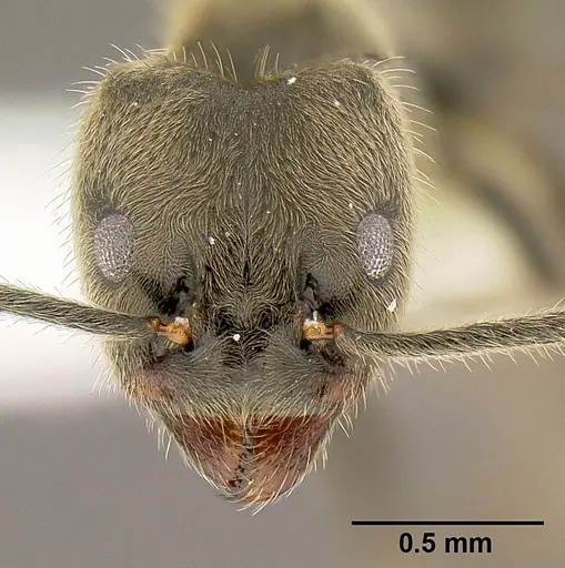Anonychomyrma gilberti - CASENT0106003