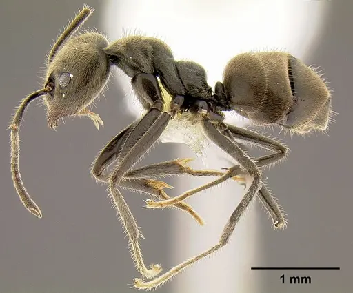 Anonychomyrma gilberti - CASENT0106003