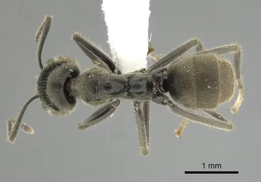 Anonychomyrma gilberti - CASENT0249517