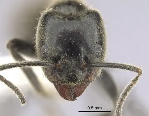 Anonychomyrma gilberti - CASENT0249517