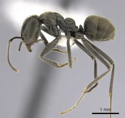 Anonychomyrma gilberti - CASENT0249517