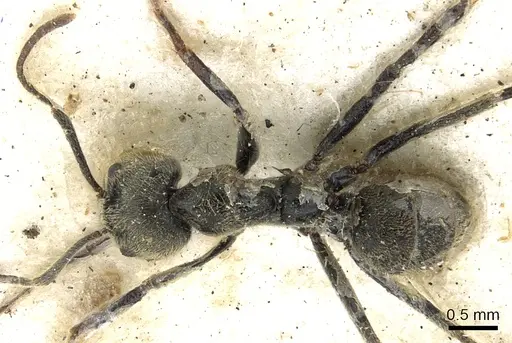 Anonychomyrma gilberti - CASENT0902995