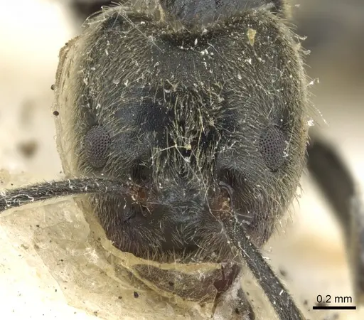 Anonychomyrma gilberti - CASENT0902995