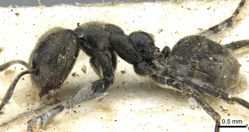 Anonychomyrma gilberti - CASENT0902995