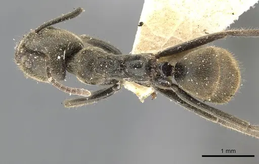Anonychomyrma gilberti - CASENT0909528