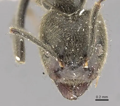 Anonychomyrma gilberti - CASENT0909528