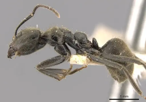 Anonychomyrma gilberti - CASENT0909528