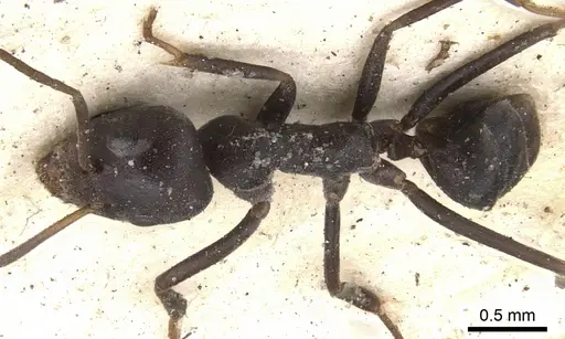 Anonychomyrma glabrata specimen