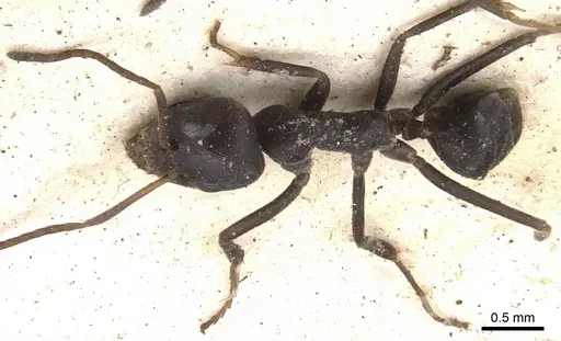 Anonychomyrma glabrata specimen