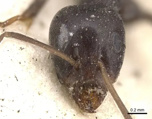 Anonychomyrma glabrata specimen