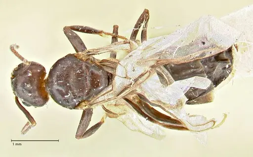 Anonychomyrma incisa specimen