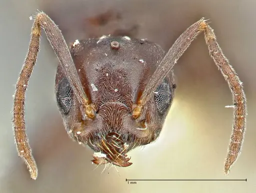 Anonychomyrma incisa specimen