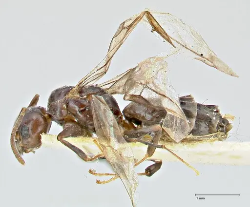 Anonychomyrma incisa specimen