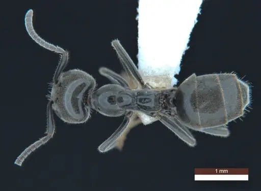 Anonychomyrma inclinata specimen