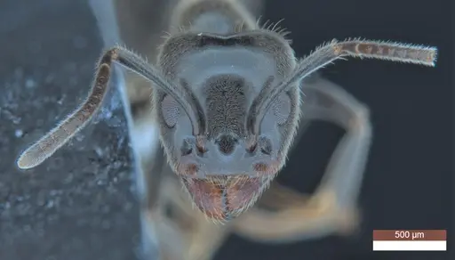 Anonychomyrma inclinata specimen