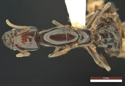 Anonychomyrma inclinata - ANIC32-158095