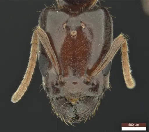 Anonychomyrma inclinata - ANIC32-158095