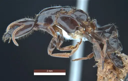 Anonychomyrma inclinata - ANIC32-158095