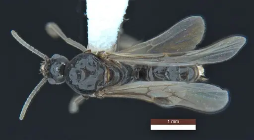 Anonychomyrma inclinata - ANIC32-158096