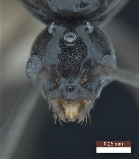 Anonychomyrma inclinata - ANIC32-158096