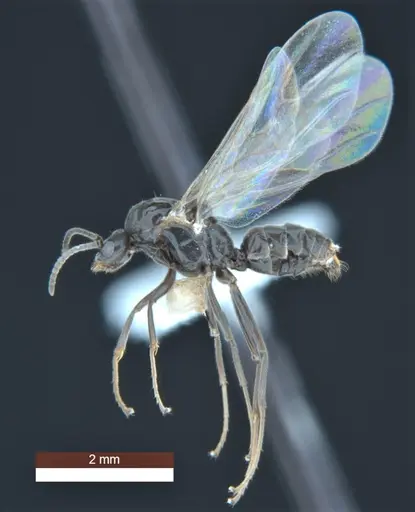 Anonychomyrma inclinata - ANIC32-158096