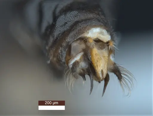 Anonychomyrma inclinata - ANIC32-158096