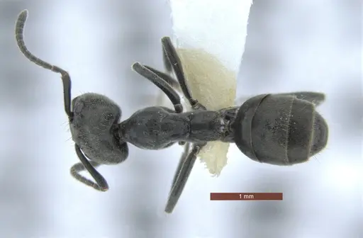 Anonychomyrma inclinata - QMT231707