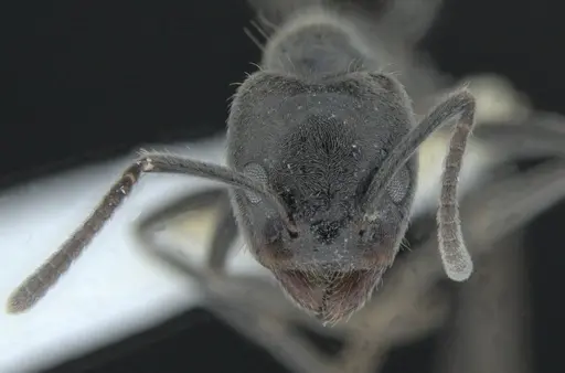 Anonychomyrma inclinata - QMT231707