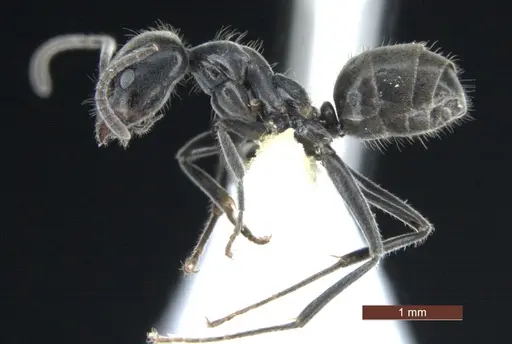 Anonychomyrma inclinata - QMT231707