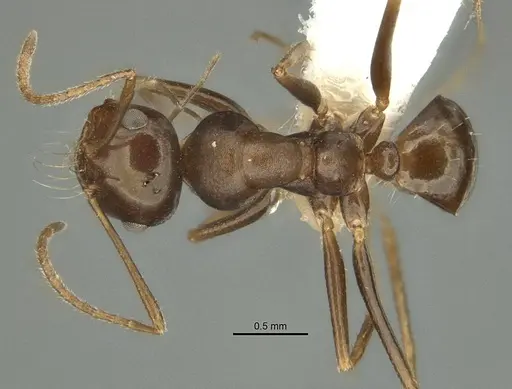 Anonychomyrma itinerans specimen