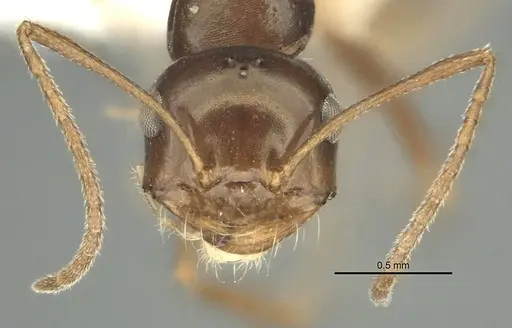 Anonychomyrma itinerans specimen