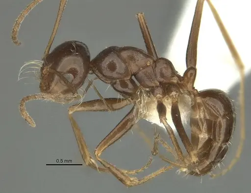 Anonychomyrma itinerans specimen