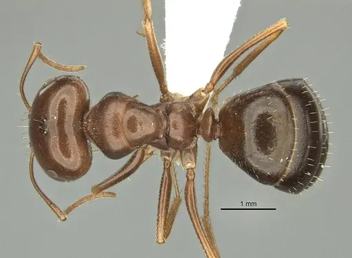 Anonychomyrma itinerans - ANIC32-032237-2