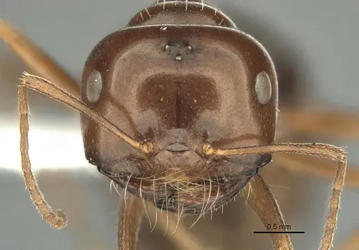 Anonychomyrma itinerans - ANIC32-032237-2