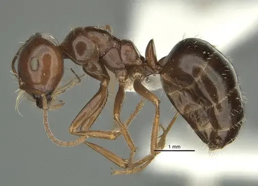 Anonychomyrma itinerans - ANIC32-032237-2