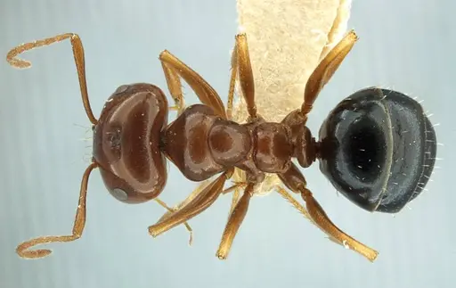 Anonychomyrma itinerans - ANTWEB1038575