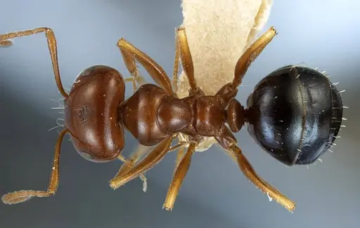 Anonychomyrma itinerans - ANTWEB1038575