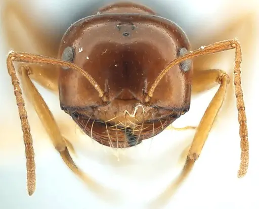 Anonychomyrma itinerans - ANTWEB1038575